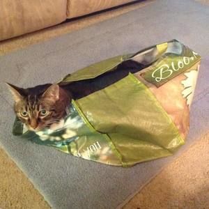 Meet your Posher, Charlene